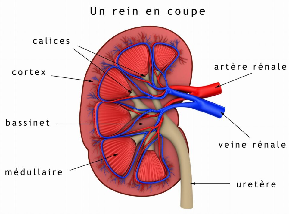 Comprendre l'appareil urinaire masculin